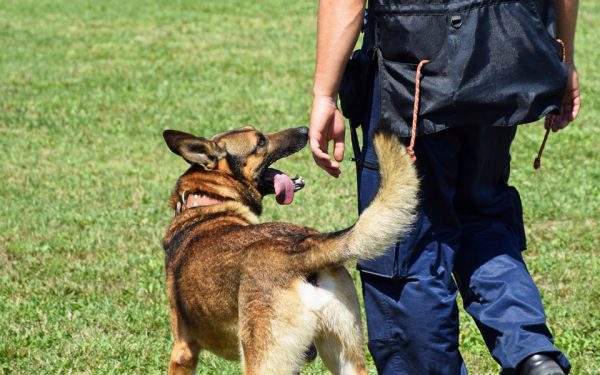 Comment intégrer la brigade canine en police municipale